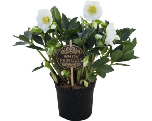 Čemerica White Princess v kvetináči