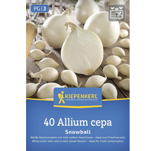 Sadenice cibule Kiepenkerl Snowball, 40 kusov, Allium cepa