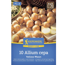 Sadenica cibule 'Yellow Moon' značky Kiepenkerl, 10 kusov, Allium cepa