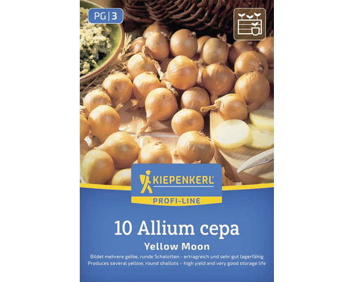 Sadenica cibule 'Yellow Moon' značky Kiepenkerl, 10 kusov, Allium cepa