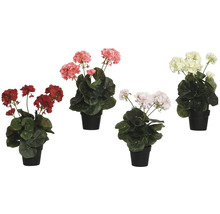 Rôznofarebné muškáty v kvetináčoch