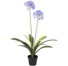 Umelá Agapanthe v kvetináči ako dekorácia