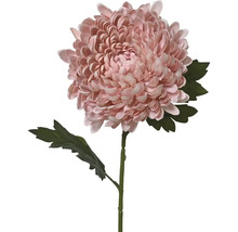 Chryzantéma na stonke s listami