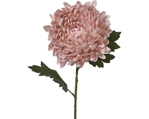 Chryzantéma na stonke s listami