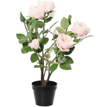 Ruža v kvetináči pre interiér