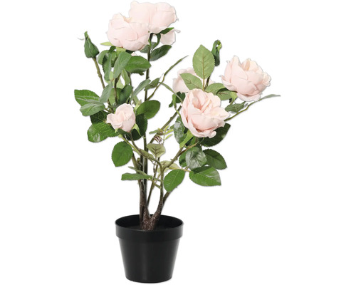 Ruža v kvetináči pre interiér