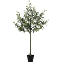 Olivovník v kvetináči