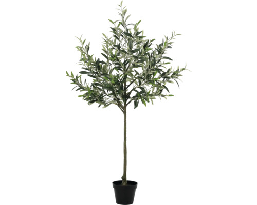 Olivovník v kvetináči