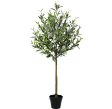 Olivovník v kvetináči