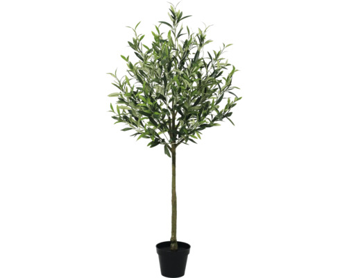 Olivovník v kvetináči