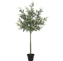 Olivovník v kvetináči