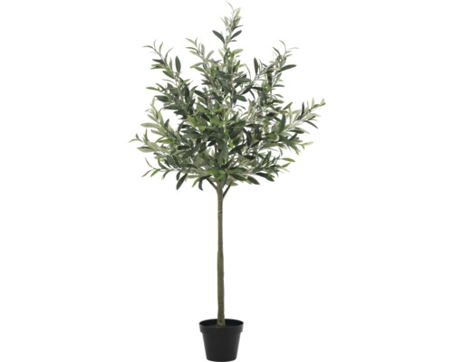 Olivovník v kvetináči