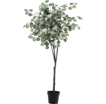 Eukalyptový strom v kvetináči ako dekorácia