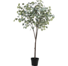 Eukalyptový strom v kvetináči