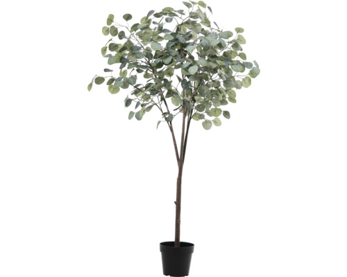 Eukalyptový strom v kvetináči