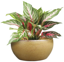Aglaonema izbová rastlina v kvetináči
