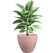 Izbová rastlina v kvetináči