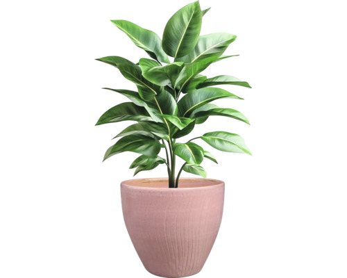 Izbová rastlina v kvetináči