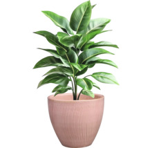 Izbová rastlina v kvetináči