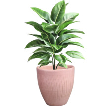 Izbová rastlina v kvetináči