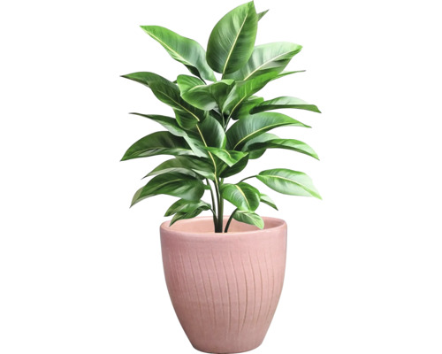 Izbová rastlina v kvetináči