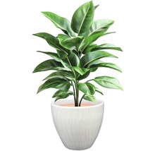 Izbová rastlina so zelenými listami v kvetináči