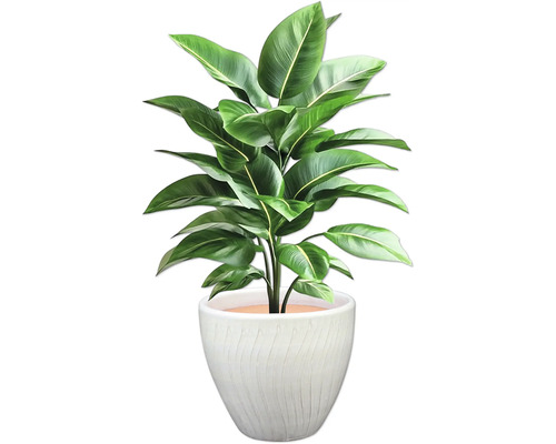 Izbová rastlina so zelenými listami v kvetináči