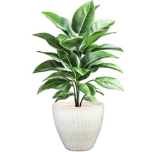 Izbová rastlina v kvetináči