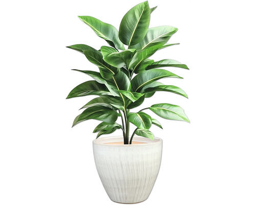 Izbová rastlina v kvetináči