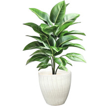 Izbová rastlina v kvetináči