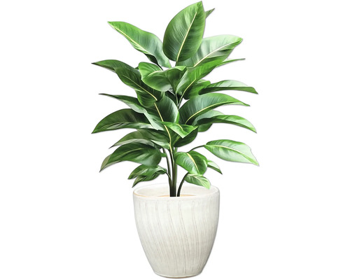 Izbová rastlina v kvetináči