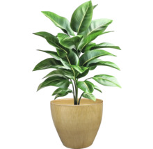 Izbová rastlina v kvetináči