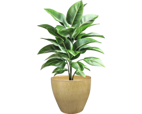 Izbová rastlina v kvetináči