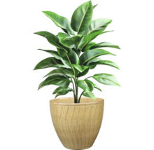 Izbová rastlina v kvetináči