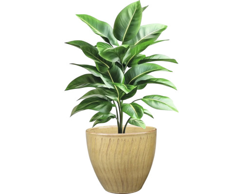 Izbová rastlina v kvetináči