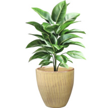 Izbová rastlina so zelenými listami v kvetináči