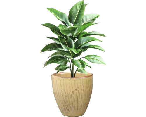 Izbová rastlina so zelenými listami v kvetináči