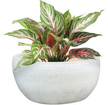 Čínsky trs v kvetináči ako izbová rastlina