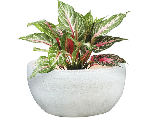 Čínsky trs v kvetináči ako izbová rastlina