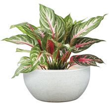 Izbová rastlina Aglaonema v kvetináči