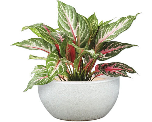 Izbová rastlina Aglaonema v kvetináči