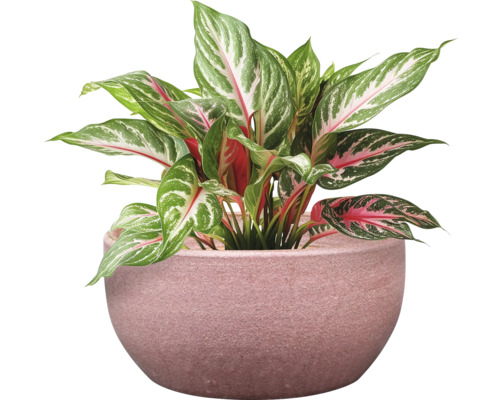 Aglaonema izbová rastlina v kvetináči