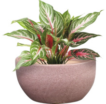 Čínsky trsť v kvetináči