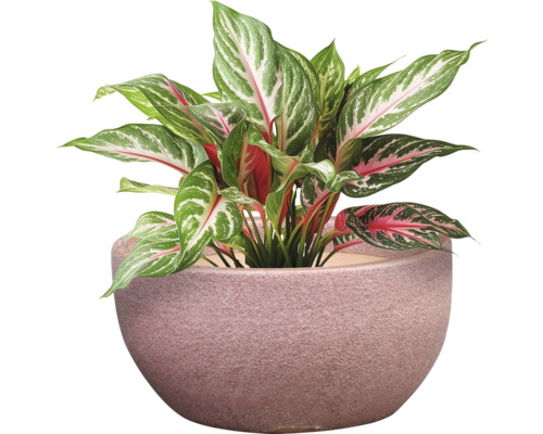 Čínsky trsť v kvetináči