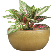 Čínsky trs v keramickom kvetináči ako izbová rastlina