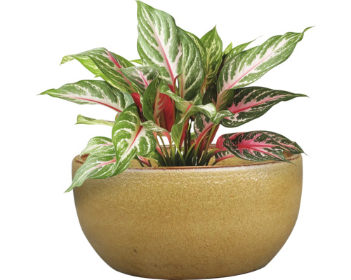 Čínsky trs v keramickom kvetináči ako izbová rastlina