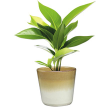 Izbová rastlina v kvetináči