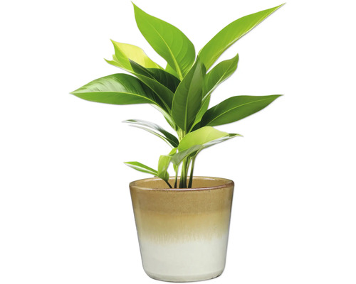 Izbová rastlina v kvetináči