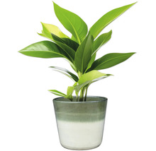 Izbová rastlina v kvetináči