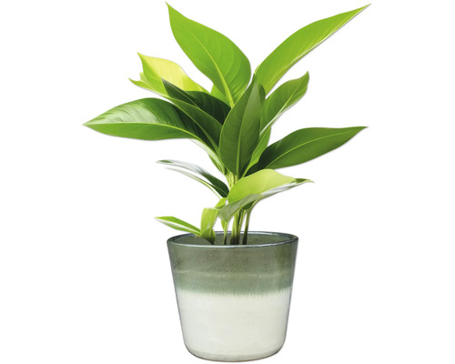 Izbová rastlina v kvetináči